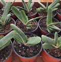 4" Gasteria Little Warty